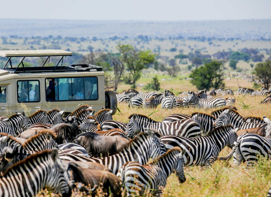 Affordable Group Safari